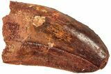 Serrated, Juvenile Carcharodontosaurus Tooth #214419-1